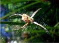 /album/galeria-de-fotos/aranha-jpg/
